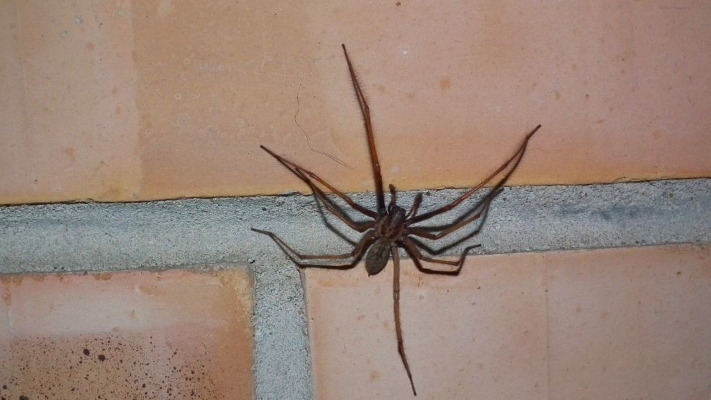 Kątnik domowy większy (Tegenaria atrica)