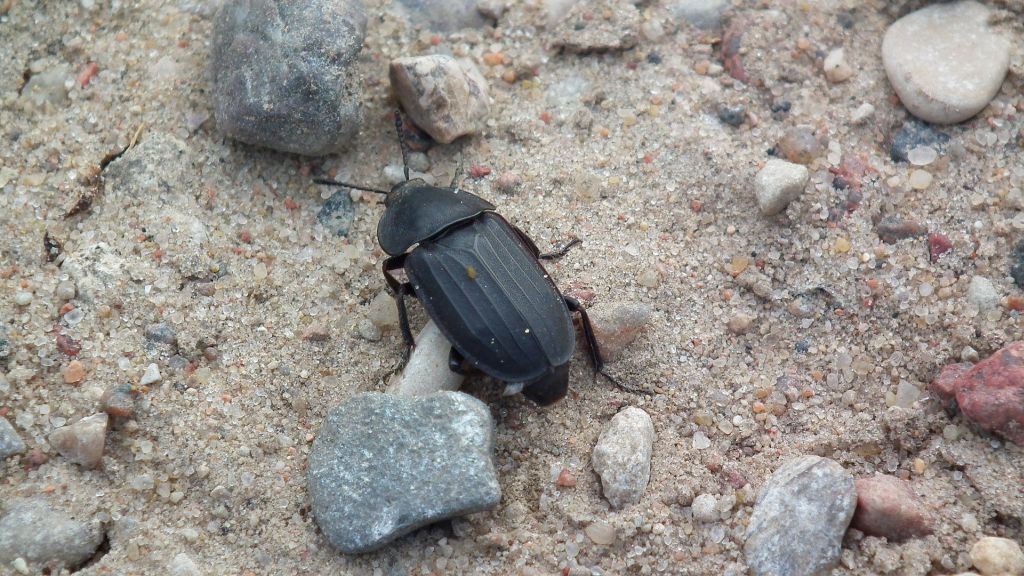 Omarlica smutna (Silpha tristis)