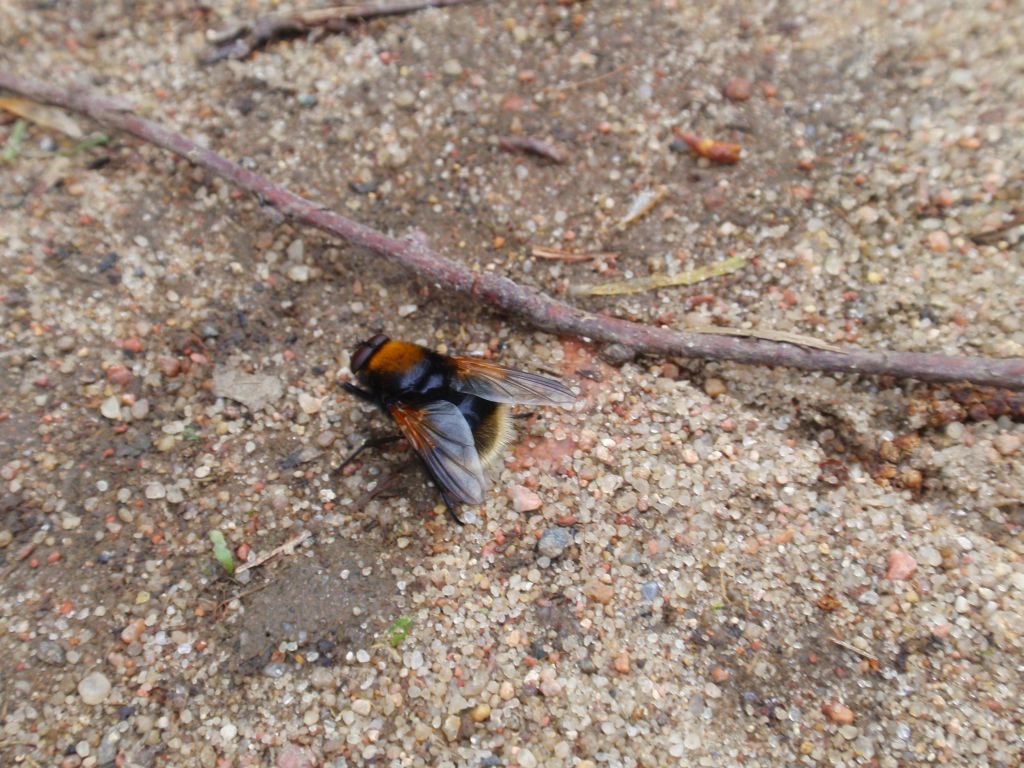 Trzmielówka łąkowa (Volucella bombylans)