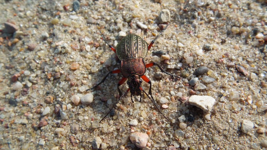 Biegacz granulowany (Carabus granulatus)