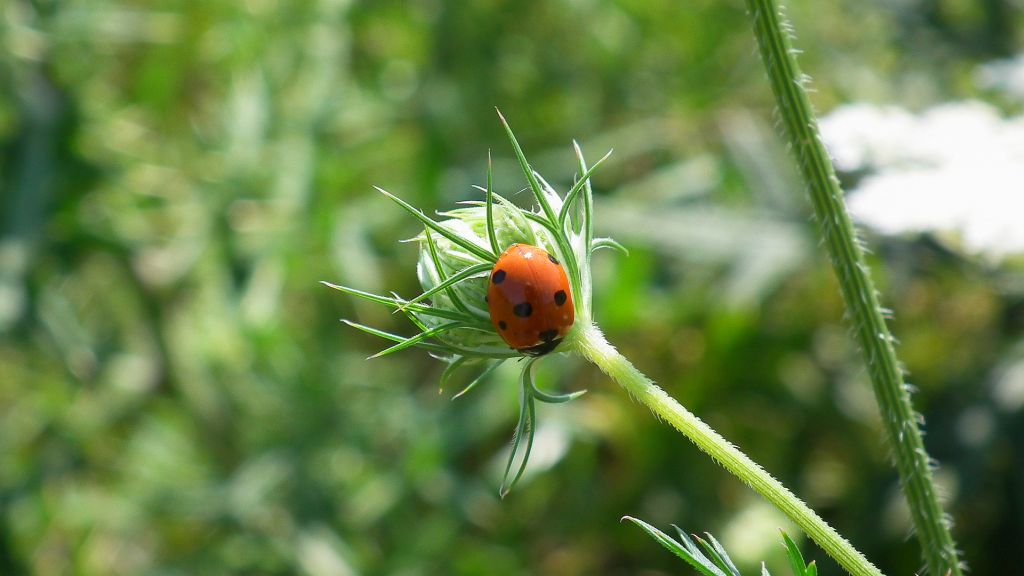 Biedronka siedmiokropka (Coccinella septempunctata)