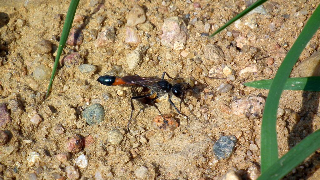 Szczerklina piaskowa (Ammophila sabulosa)