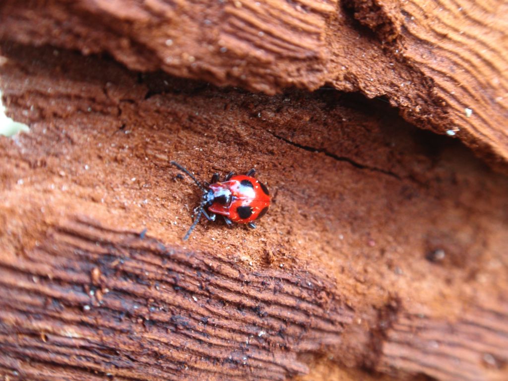 Wygłodek biedronkowaty (Endomychus coccineus)