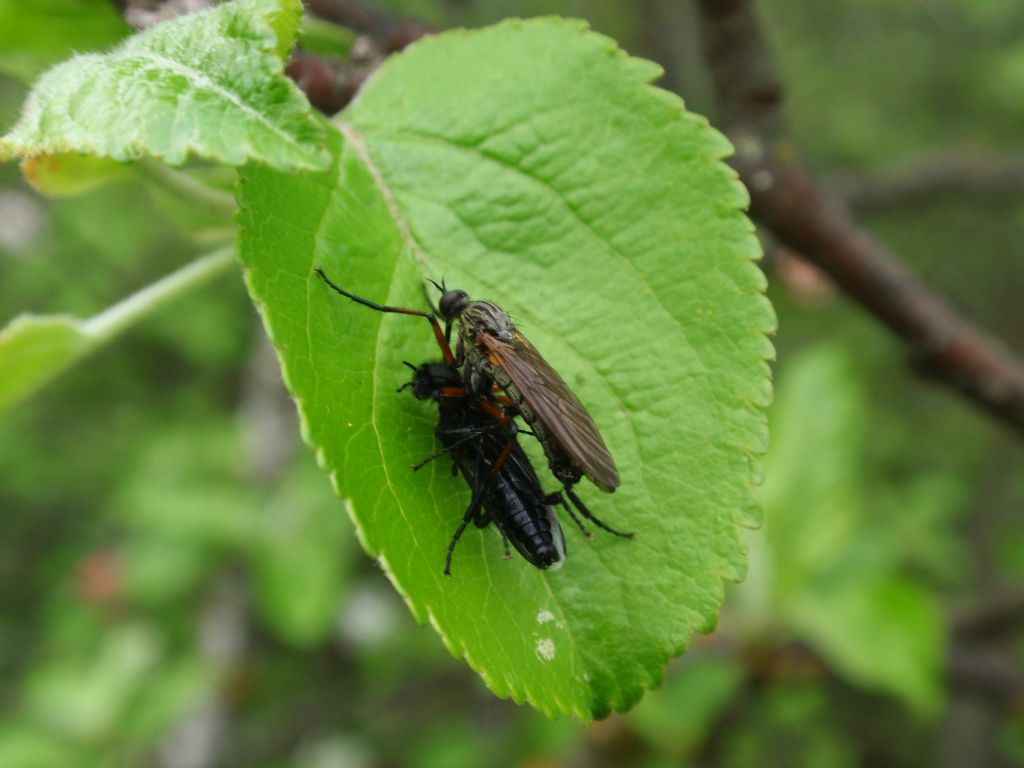 Łowiec czarniawy (Machimus atricapillus)