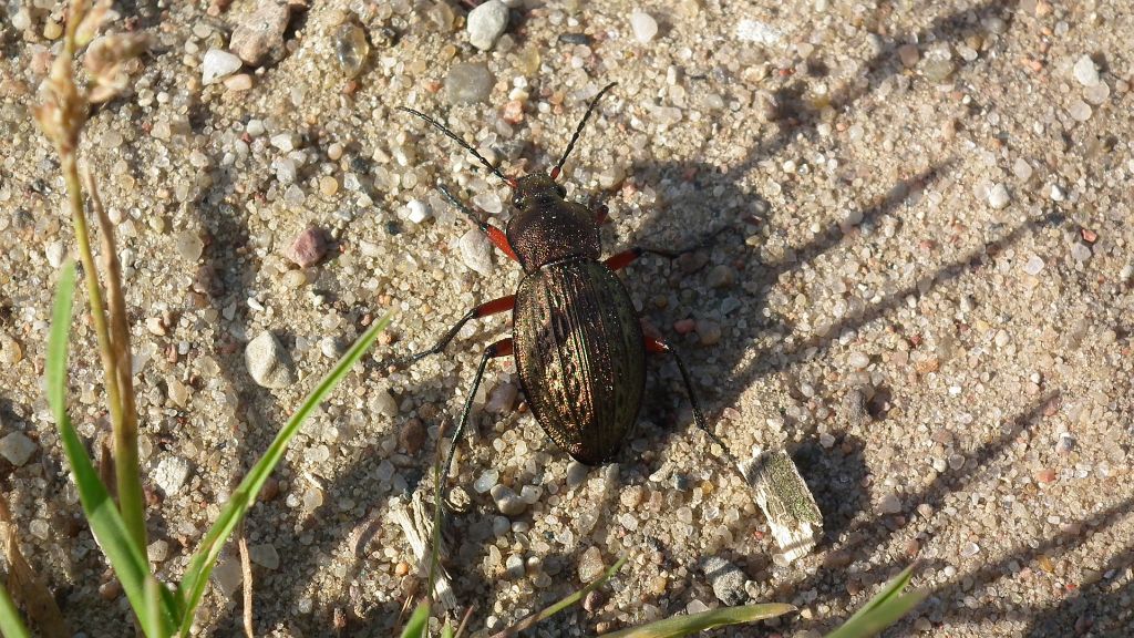 Biegacz wręgaty (Carabus cancellatus)