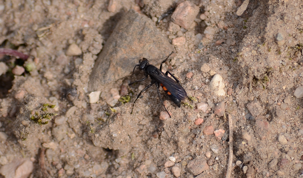 Swędosz pajęczarz (Anoplius cf. viaticus)