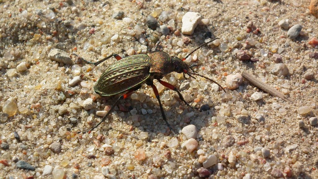Biegacz wręgaty (Carabus cancellatus)