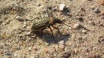 Biegacz wręgaty (Carabus cancellatus)