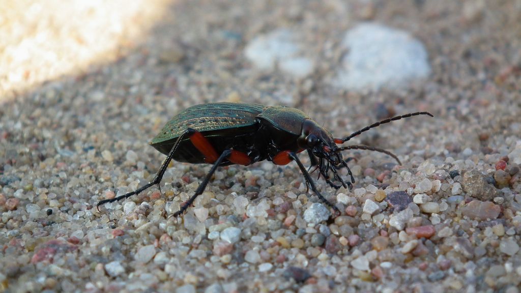 Biegacz wręgaty (Carabus cancellatus)