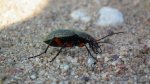 Biegacz wręgaty (Carabus cancellatus)