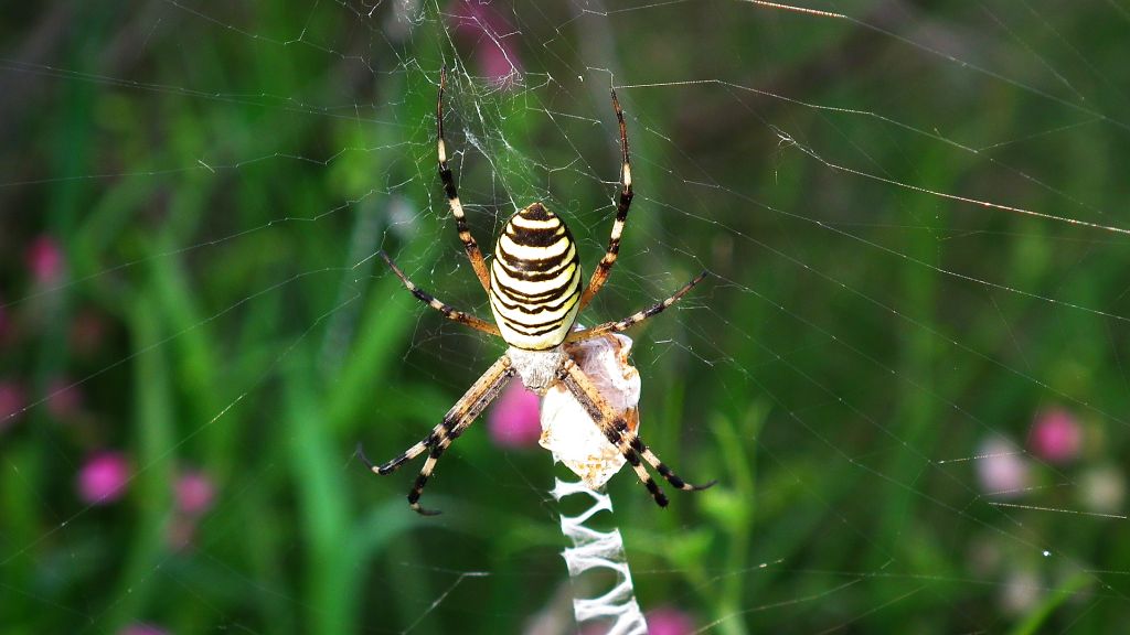 Tygrzyk paskowany (Argiope bruennichi)