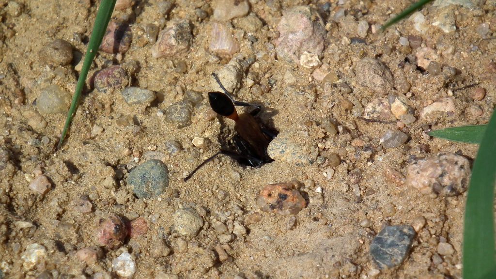 Szczerklina piaskowa (Ammophila sabulosa)