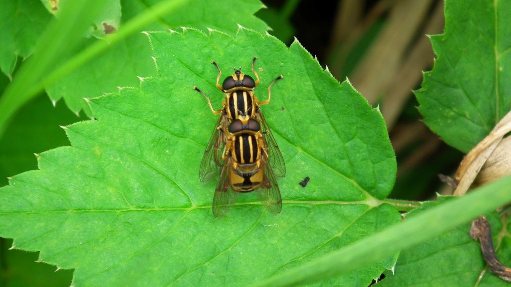Gniłun (Helophilus trivittatus)