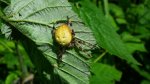 Krzyżak łąkowy (Araneus quadratus)