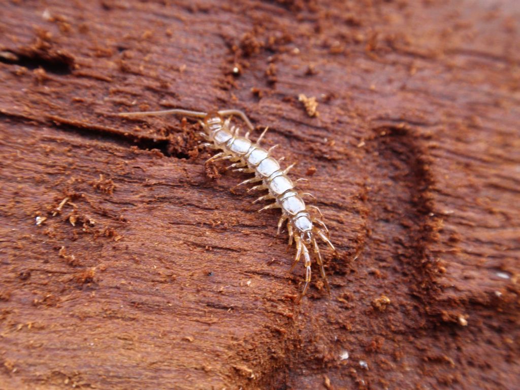 Wij drewniak (Lithobius forficatus)
