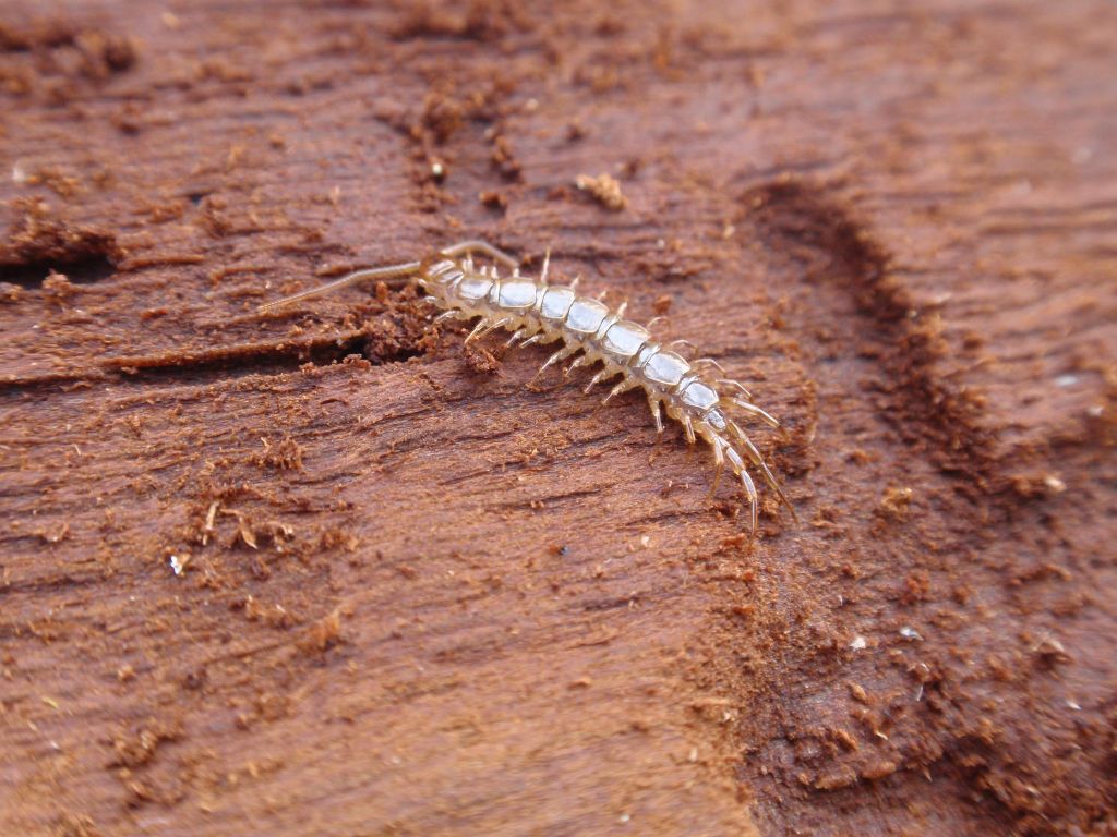 Wij drewniak (Lithobius forficatus)