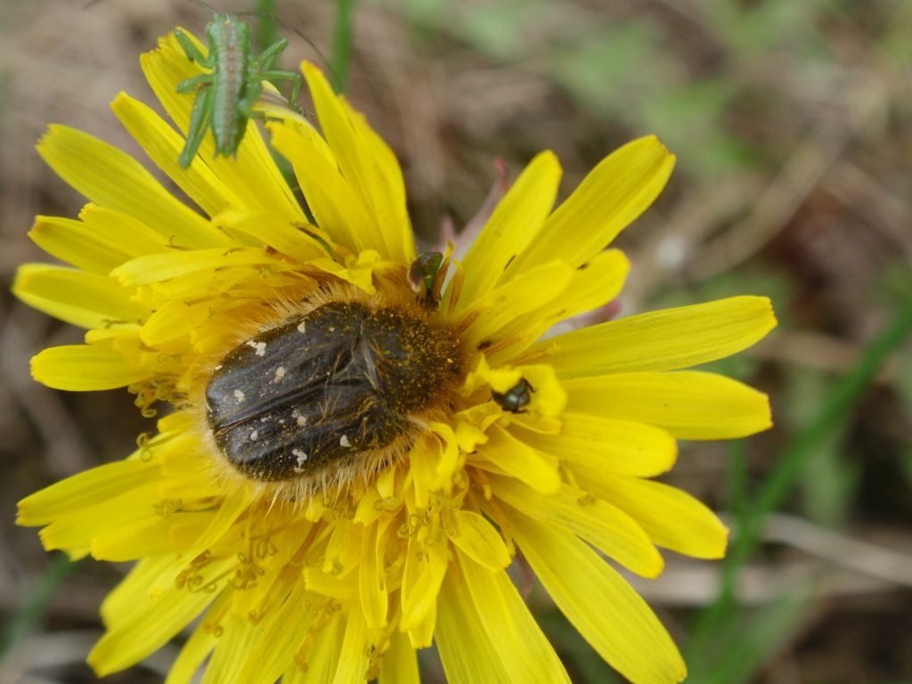 Kosmatek pospolity (Tropinota hirta syn. Epicometis hirta)