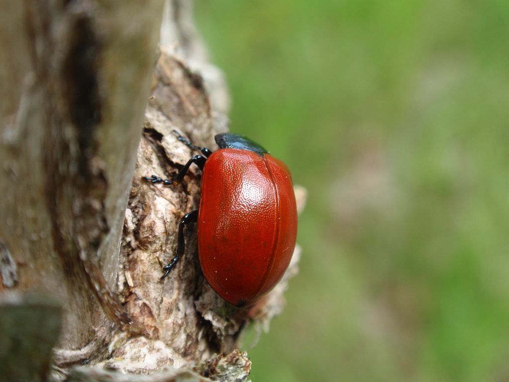 Rynnica topolowa (Melasoma populi)