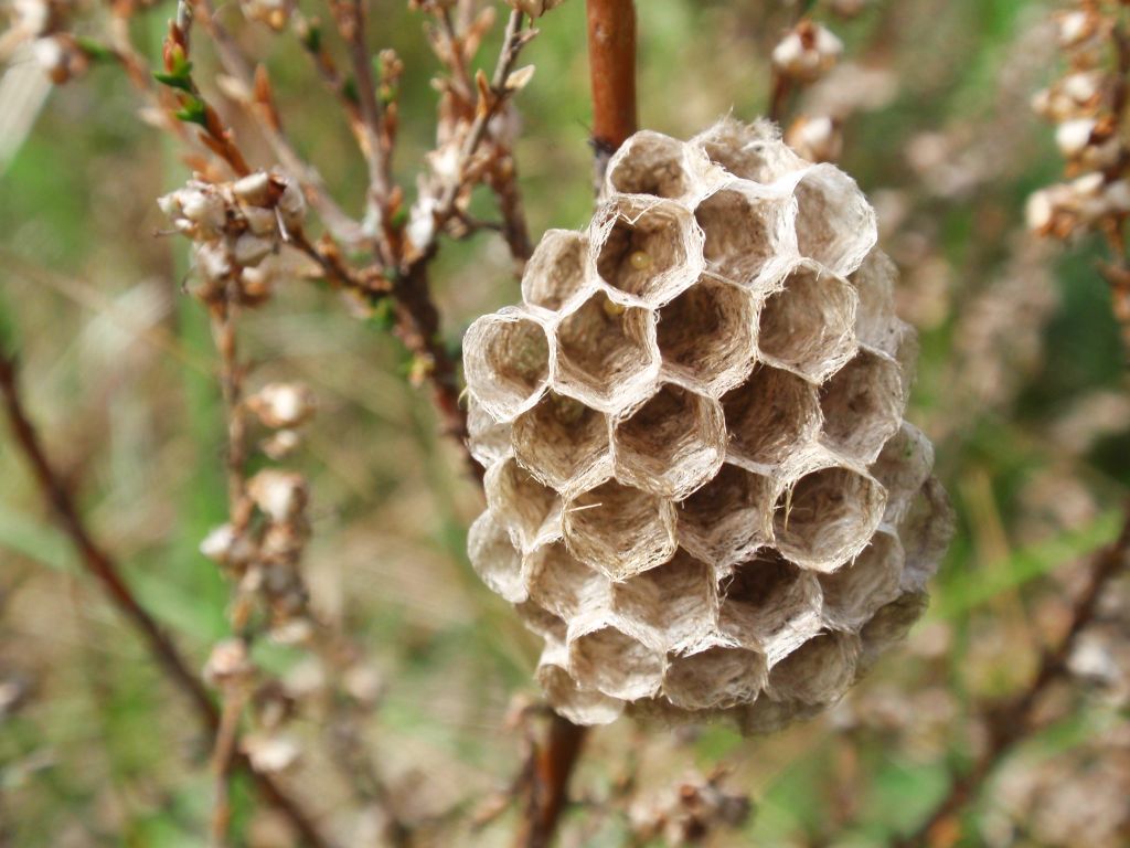 Gniazdo klecanki (Polistinae)