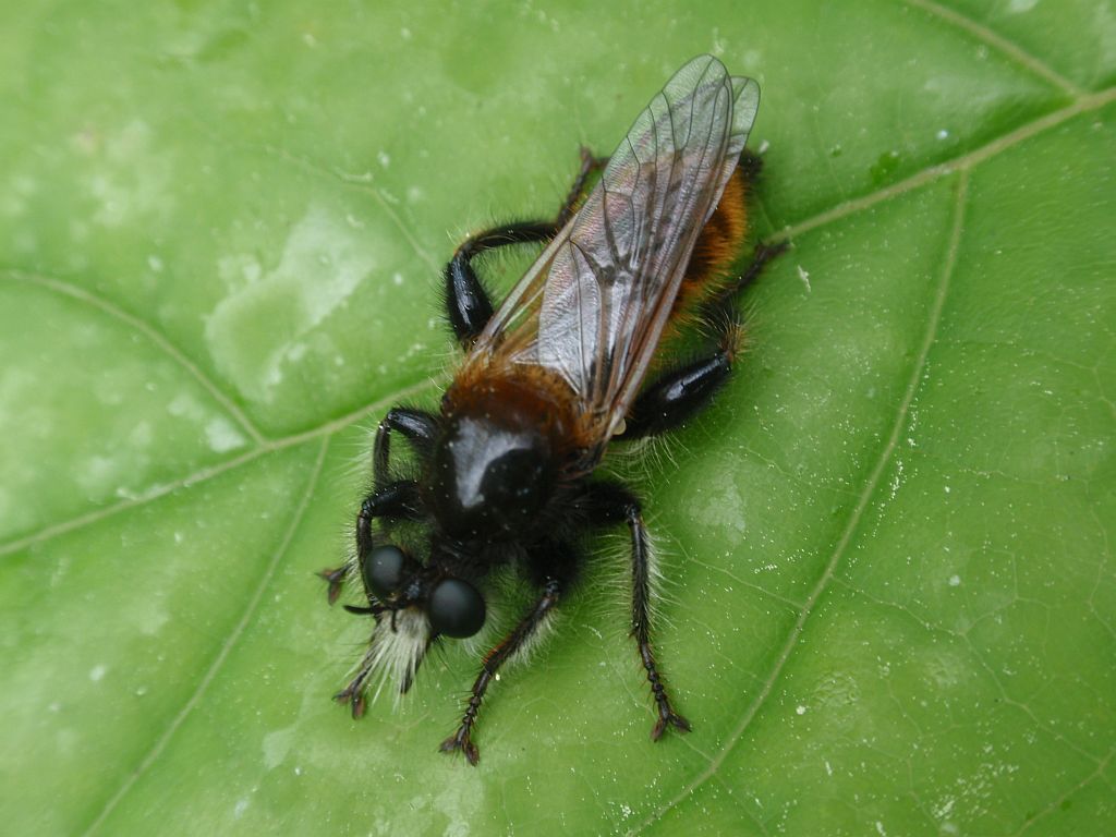 Wierzchołówka żółtowłosa (Laphria flava)