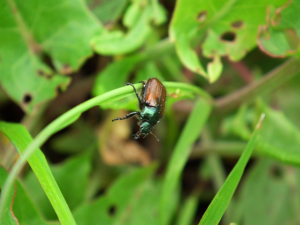 Ogrodnica niszczylistka (Phyllopertha horticola)
