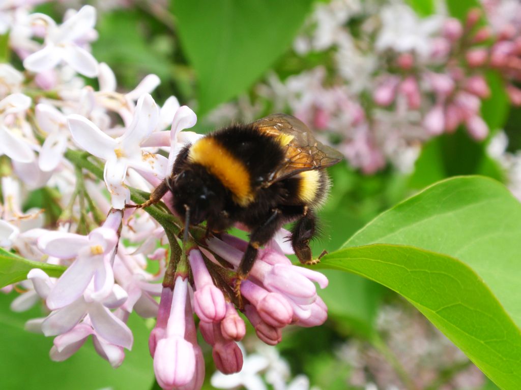 Trzmiel ziemny (Bombus terrestris L.)