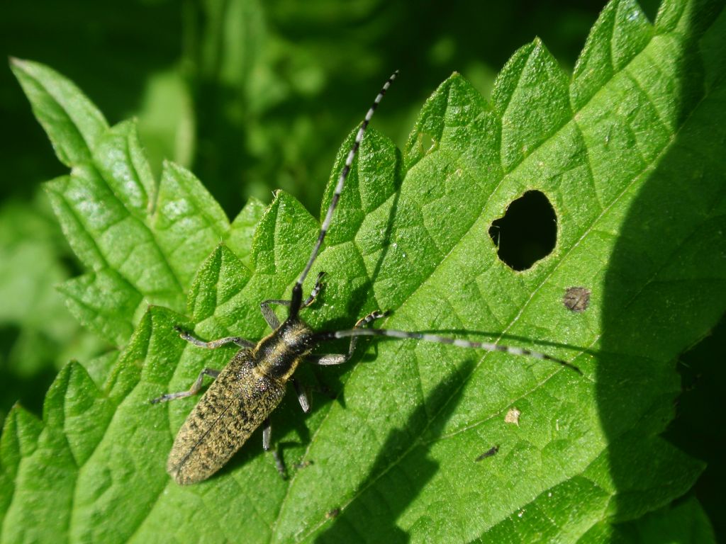 Zgrzytnica zielonkawowłosa (Agapanthia villosoviridescens)