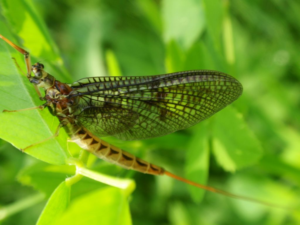 Jętka pospolita (Ephemera vulgata)