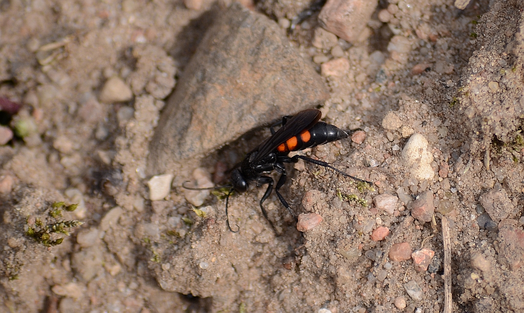 Swędosz pajęczarz (Anoplius cf. viaticus)