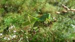 Pasikonik zielony (Tettigonia viridissima)