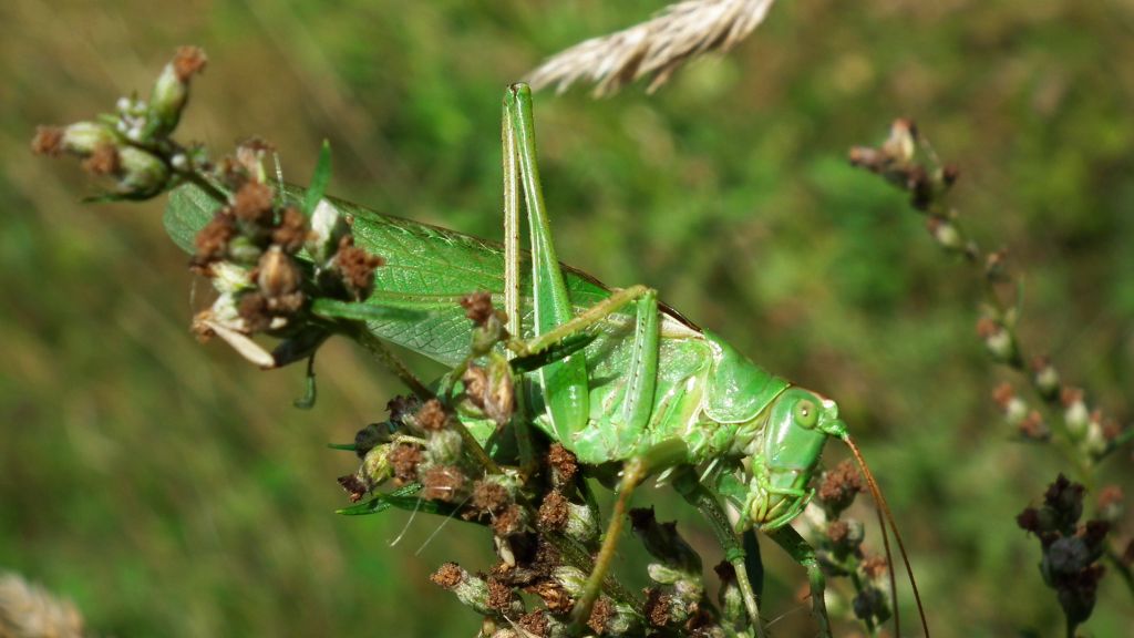 Pasikonik zielony (Tettigonia viridissima)