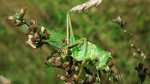 Pasikonik zielony (Tettigonia viridissima)
