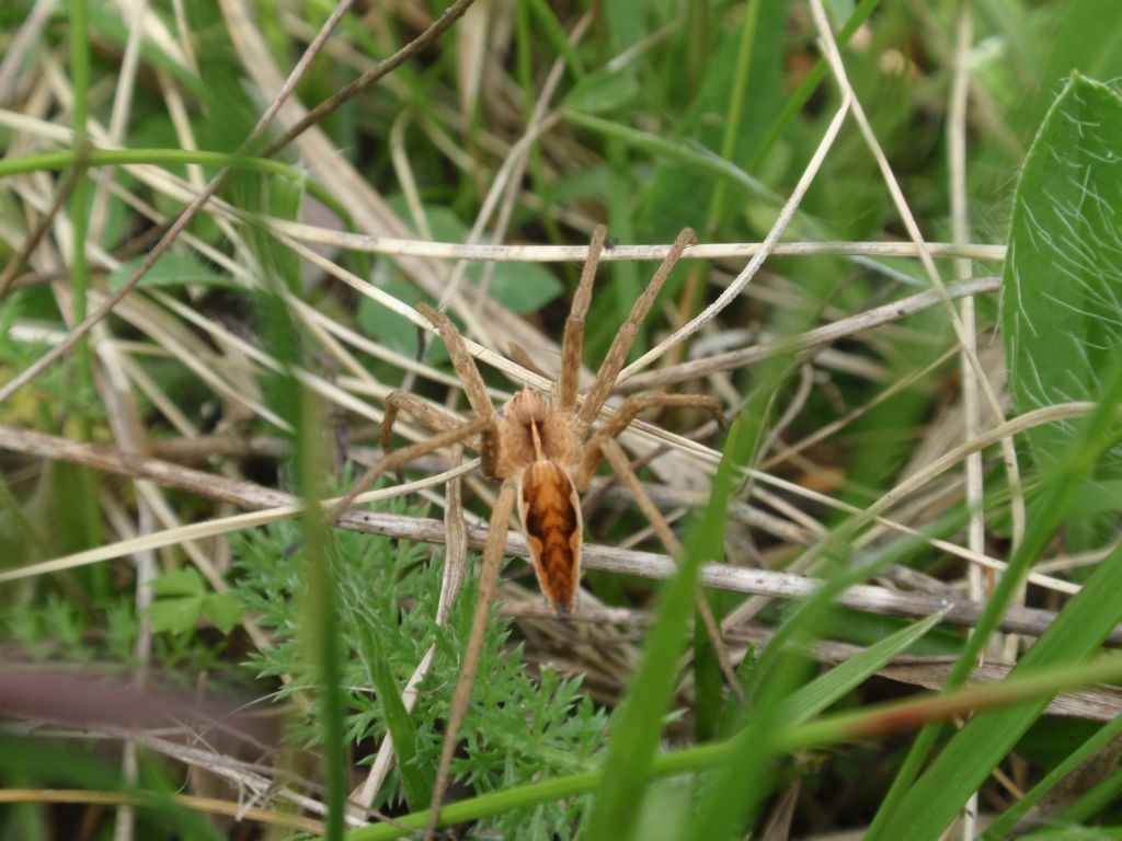 Darownik przedziwny (Pisaura mirabilis)