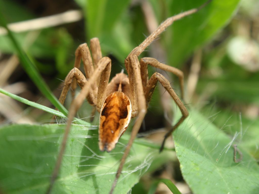 Darownik przedziwny (Pisaura mirabilis)