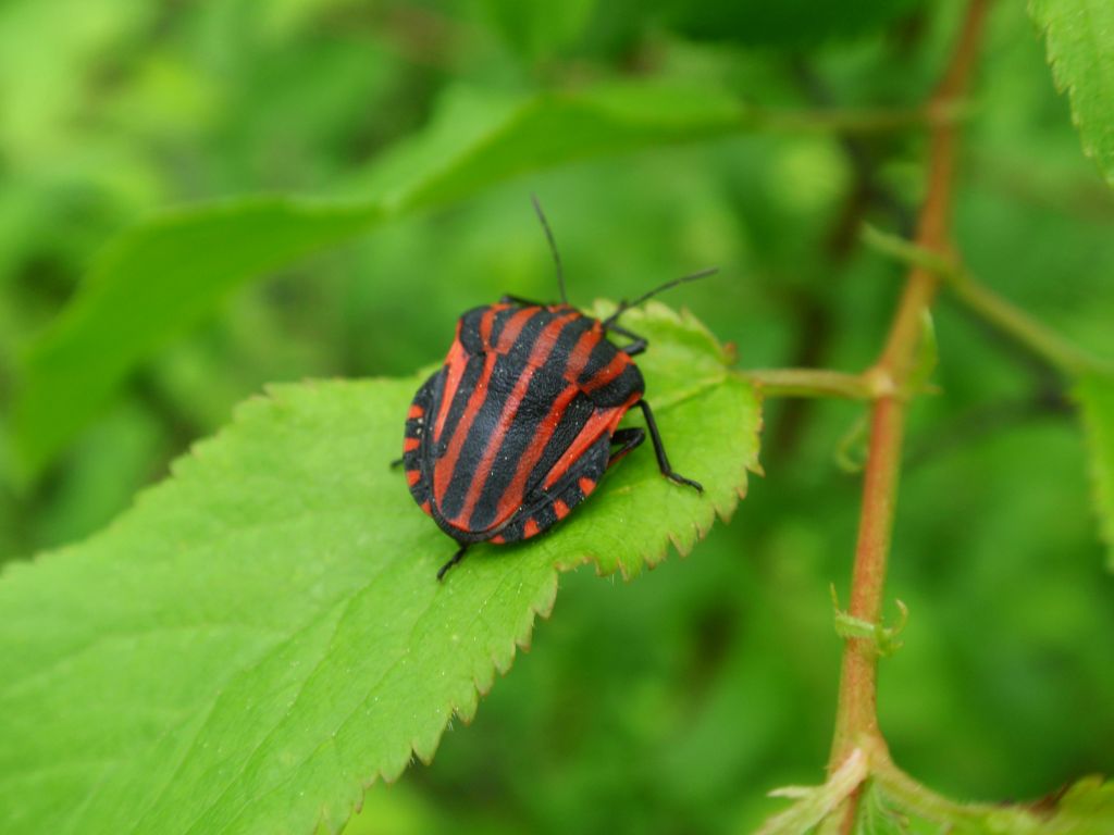 Strojnica baldaszkówka, strojnica włoska (Graphosoma lineatum)