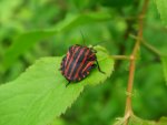 Strojnica baldaszkówka, strojnica włoska (Graphosoma lineatum)