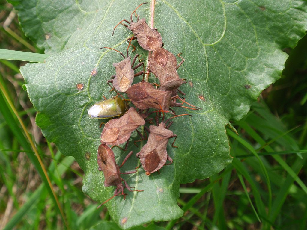 Wtyk straszyk (Coreus marginatus)