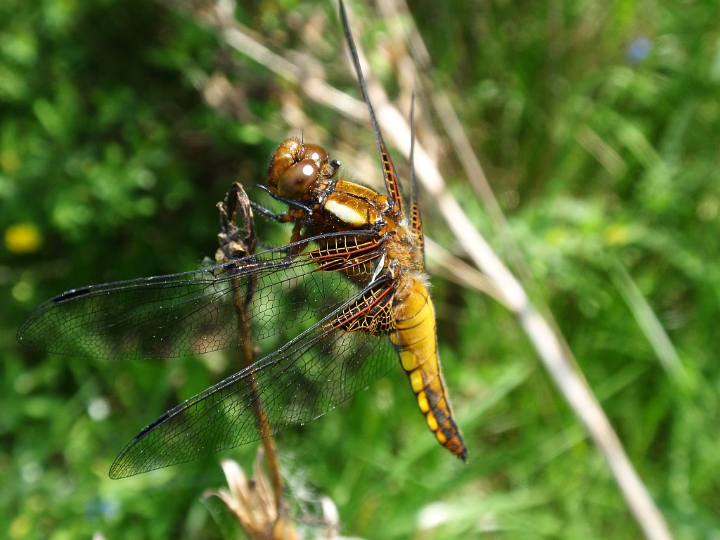 Ważka płaskobrzucha (Libellula depressa)
