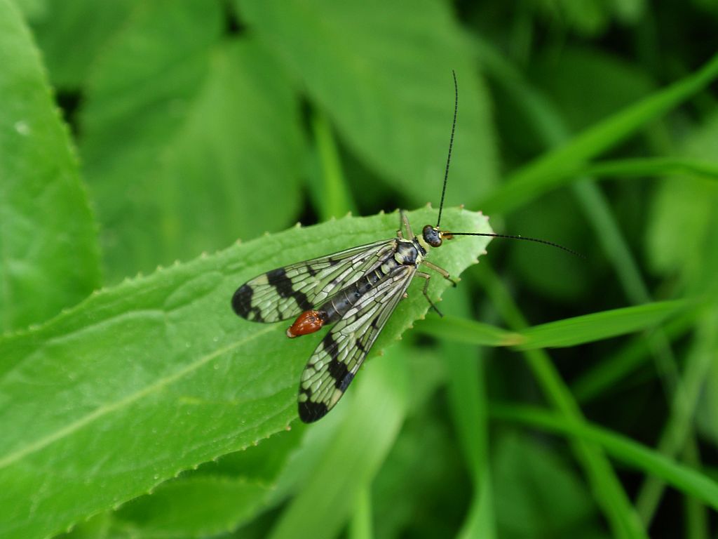 Wojsiłka pospolita (Panorpa communis)