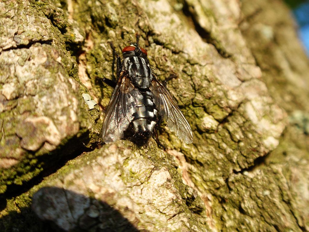 Ścierwnica mięsówka (Sarcophaga carnaria L.)