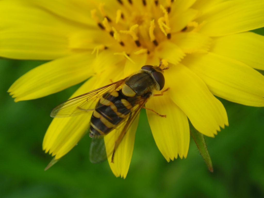 Bzyg nadobny (Metasyrphus corollae)