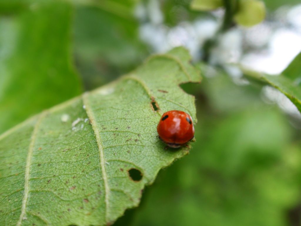 Biedronka dwukropka (Adalia bipunctata)