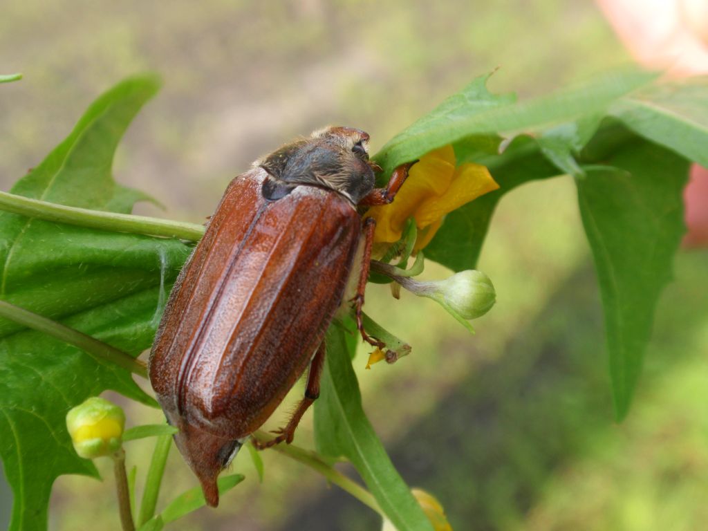 Chrabąszcz majowy (Melolontha melolontha)