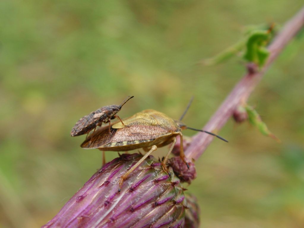 Carpocoris purpureipennis