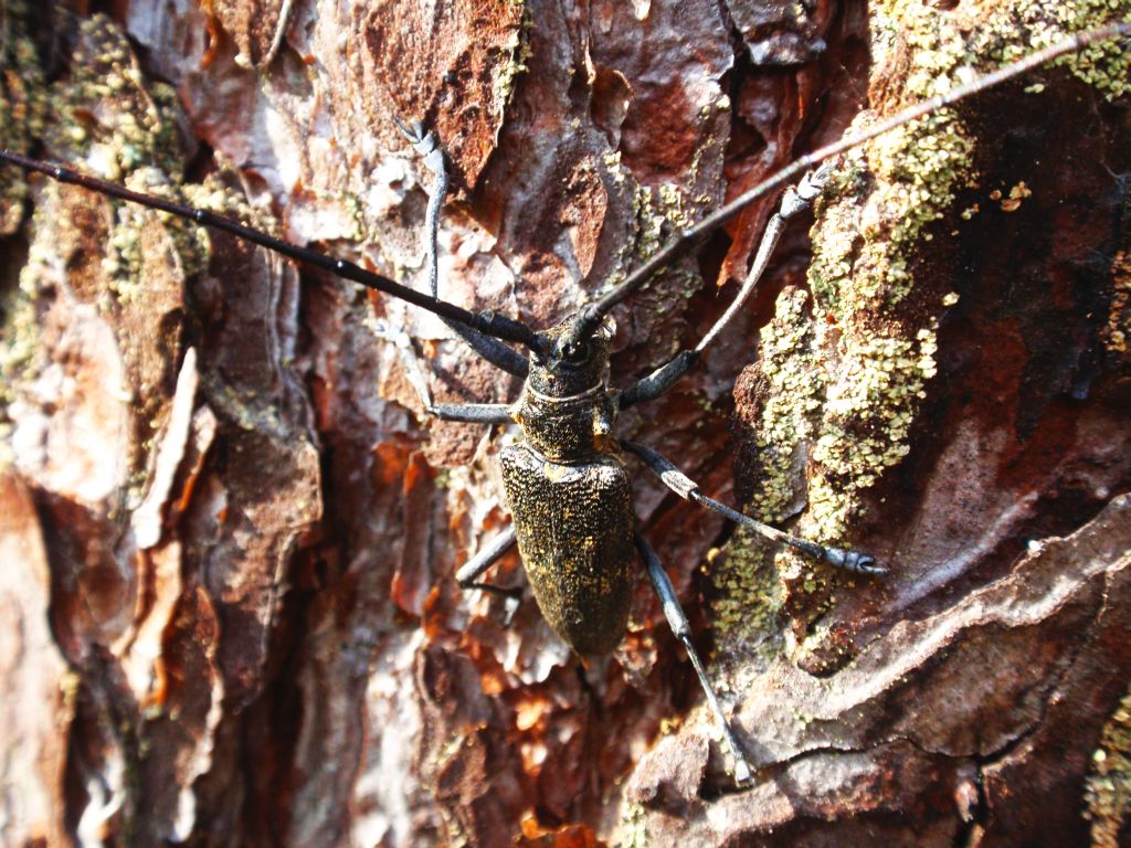 Żerdzianka sosnówka (Monochamus galloprovincialis)