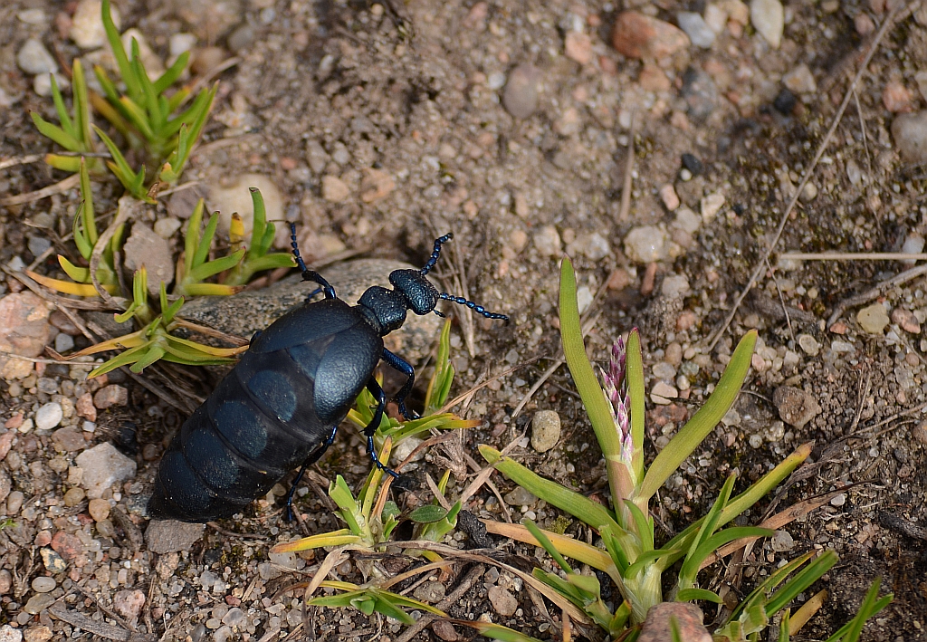 Oleica krówka (Meloe proscarabeus)