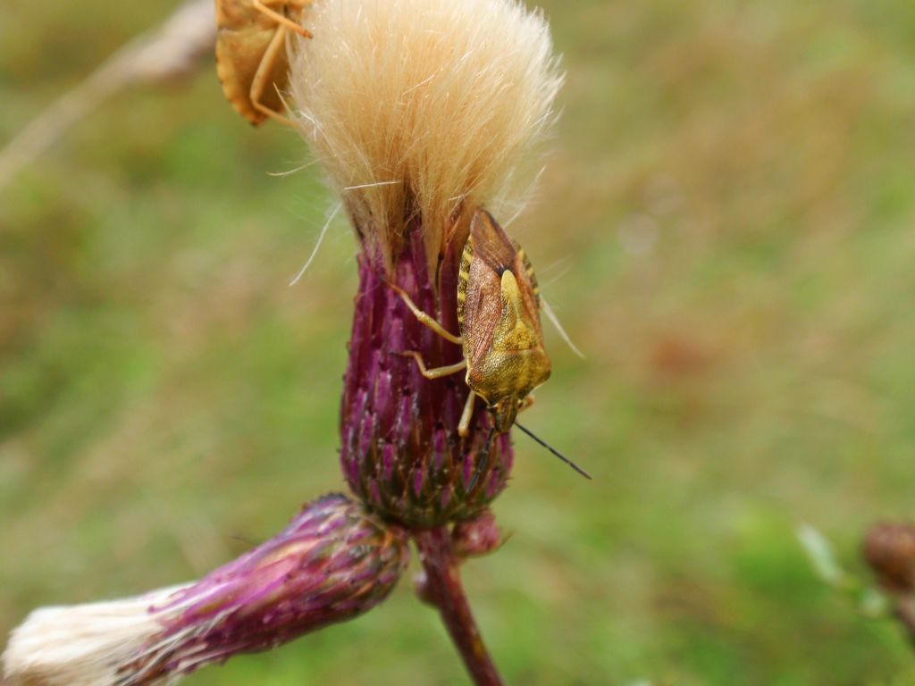 Carpocoris purpureipennis