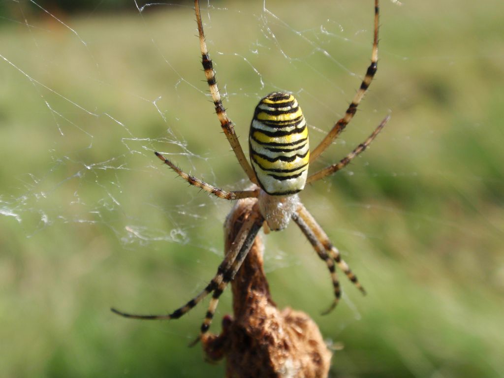 Tygrzyk paskowany (Argiope bruennichi)