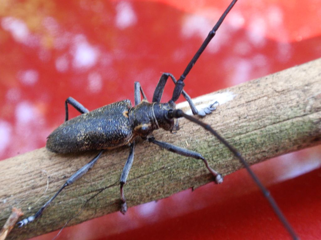 Żerdzianka sosnówka (Monochamus galloprovincialis)
