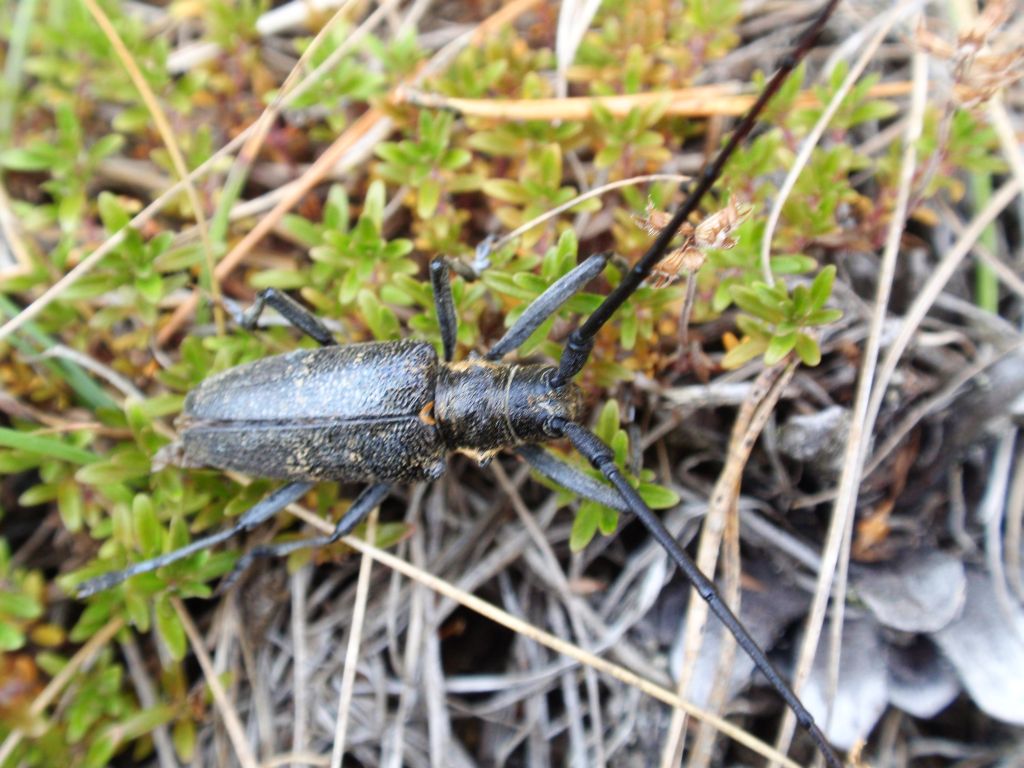 Żerdzianka sosnówka (Monochamus galloprovincialis)